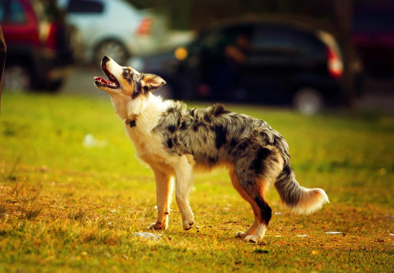 a dog barking and standing in a field