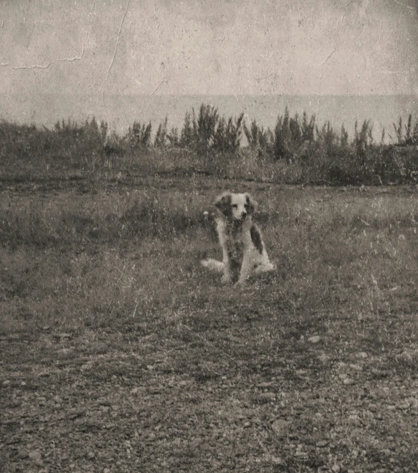 a dog sitting in the middle of an open field