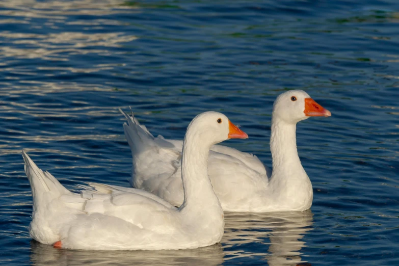 two white ducks swim on blue water