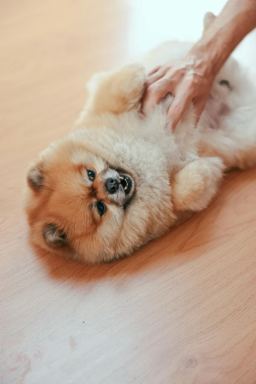 a small puppy sitting on the ground playing with it's owner