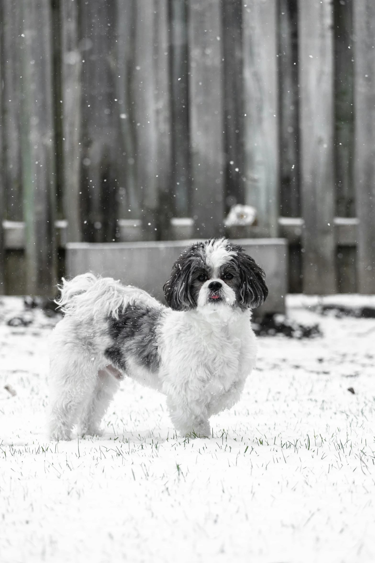 a little dog standing on some snow covered ground