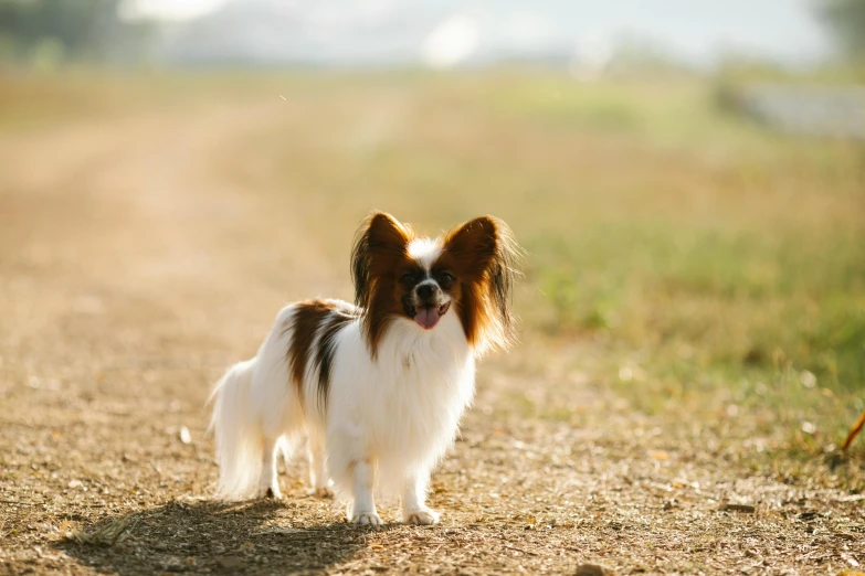 a cute little dog standing on the dirt road