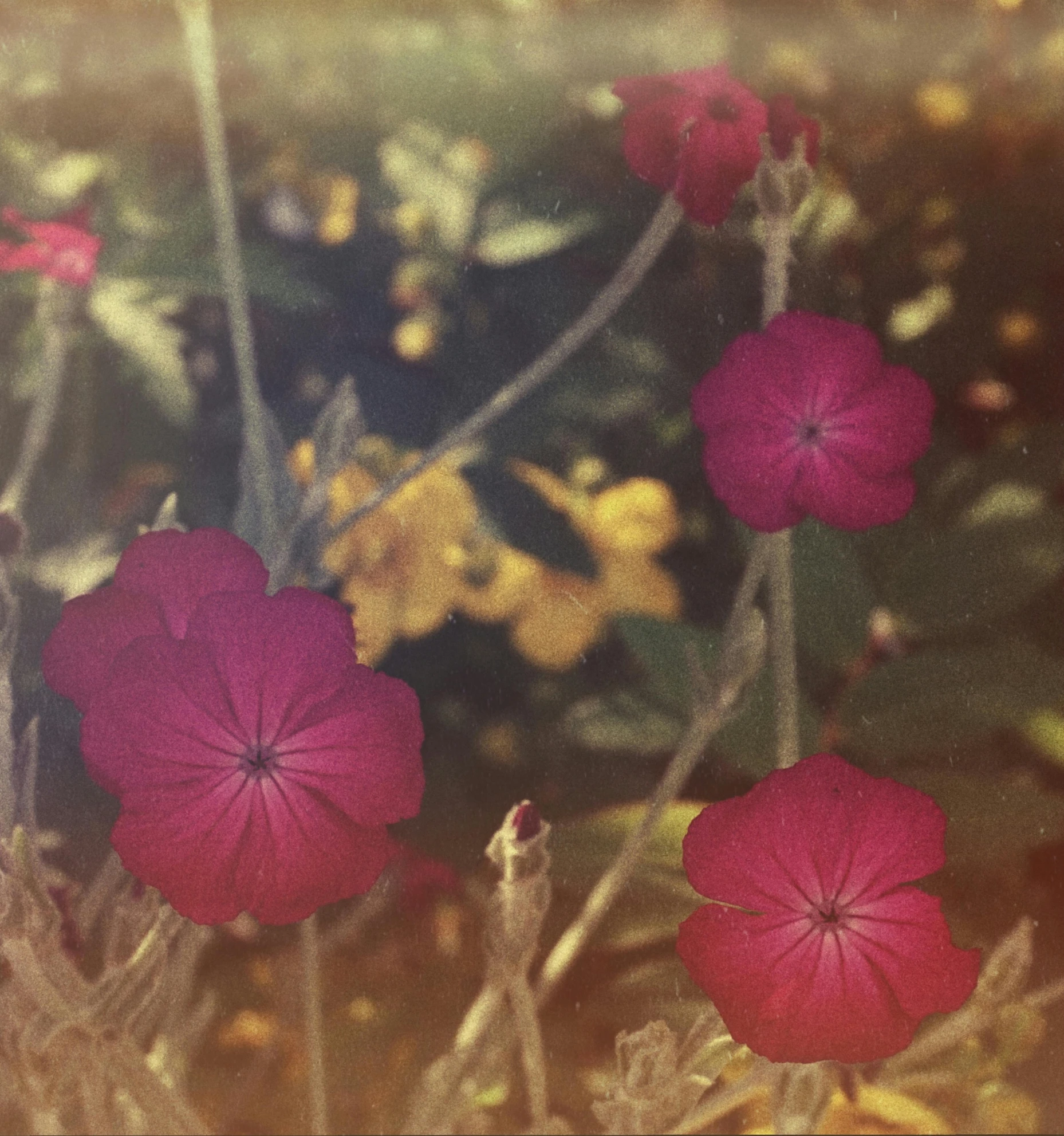 the small pink flowers are growing near trees