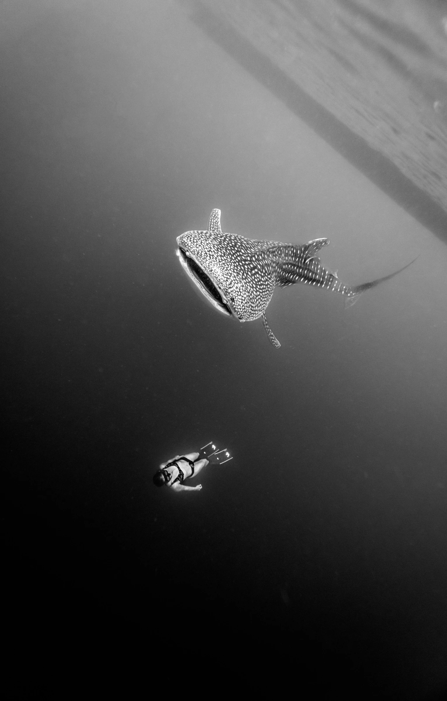 a very close up view of a bird on the water