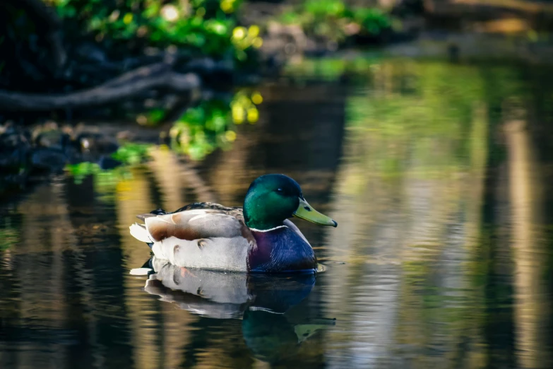 the duck is floating in the shallow water