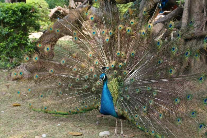 the peacock is standing and displaying it's feathers