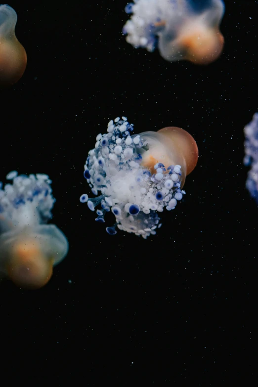 jellyfish swim through an aquarium in the dark