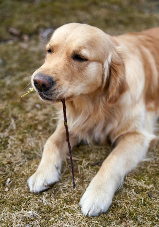 a yellow dog chewing on a stick lying on the ground