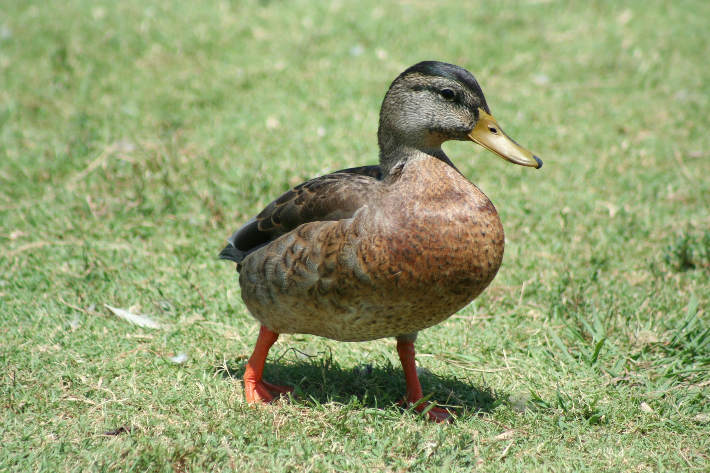 a duck standing in the grass with its head turned