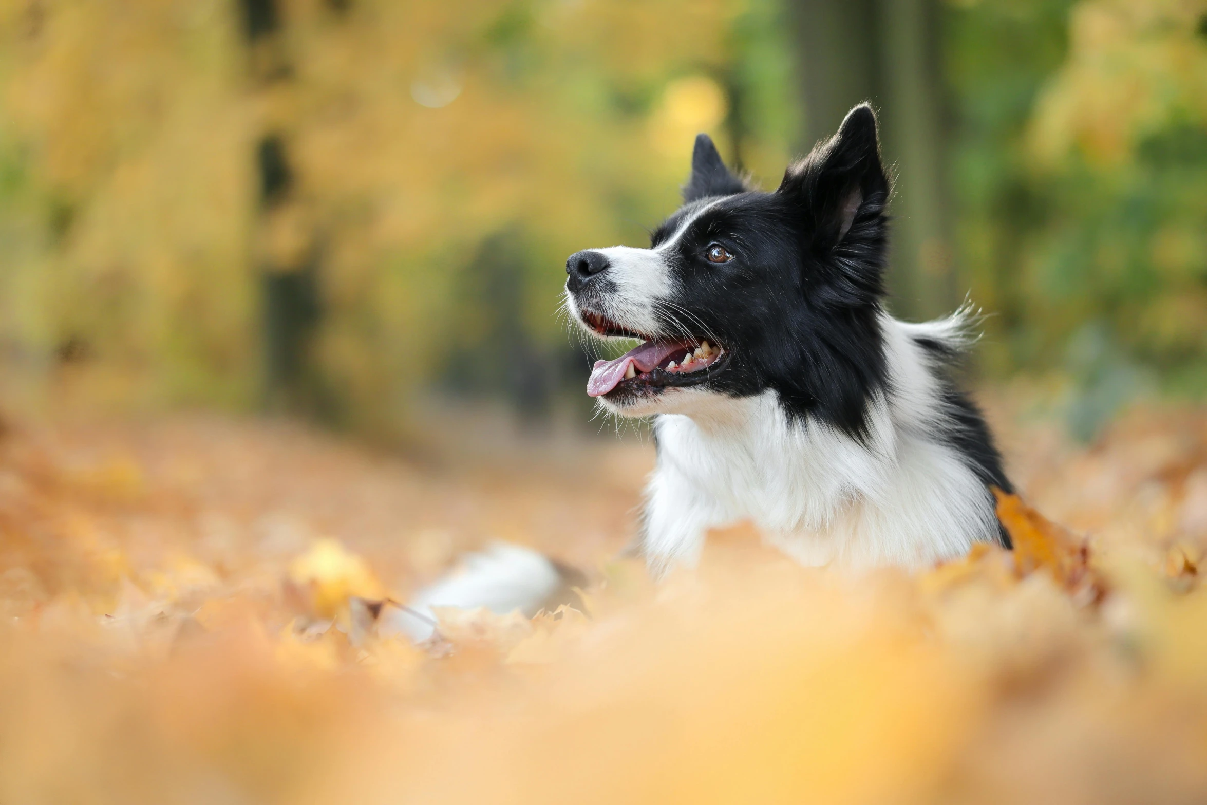 a dog is sitting in leaves with his mouth open