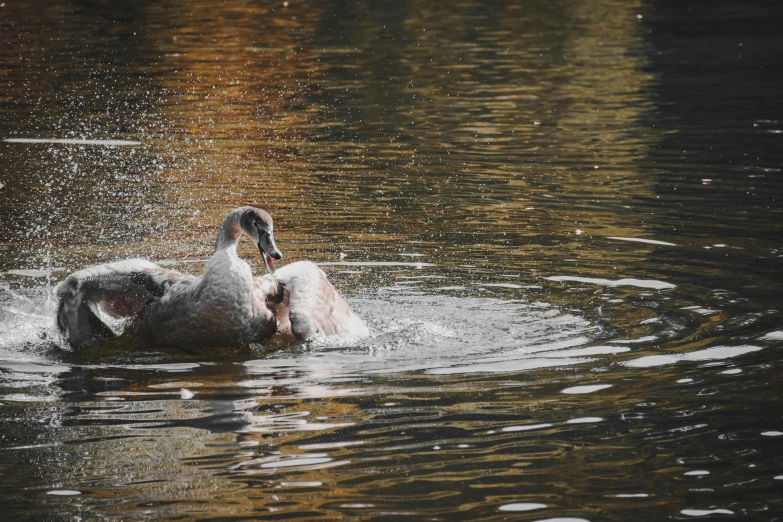 a duck spewing water out into a lake