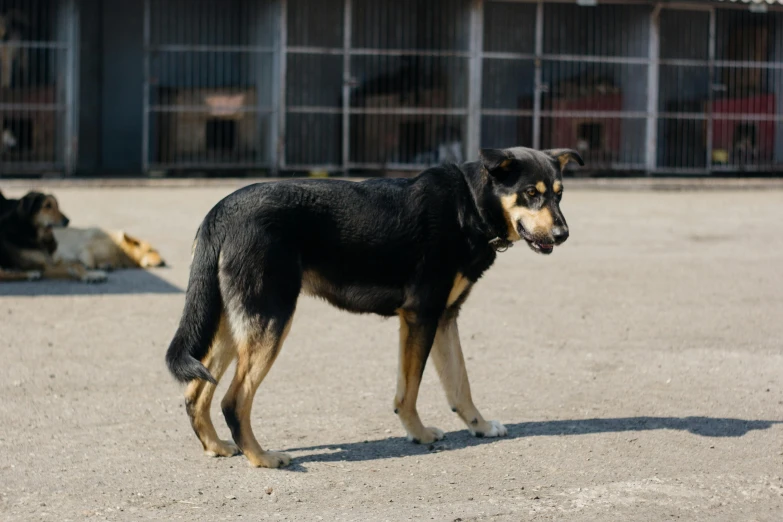 two dogs are outside of a fenced in area