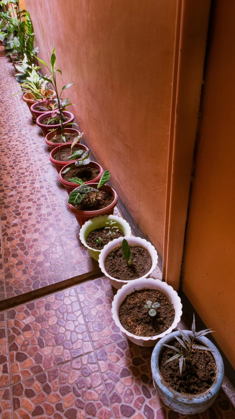 row of pots filled with different sized plants