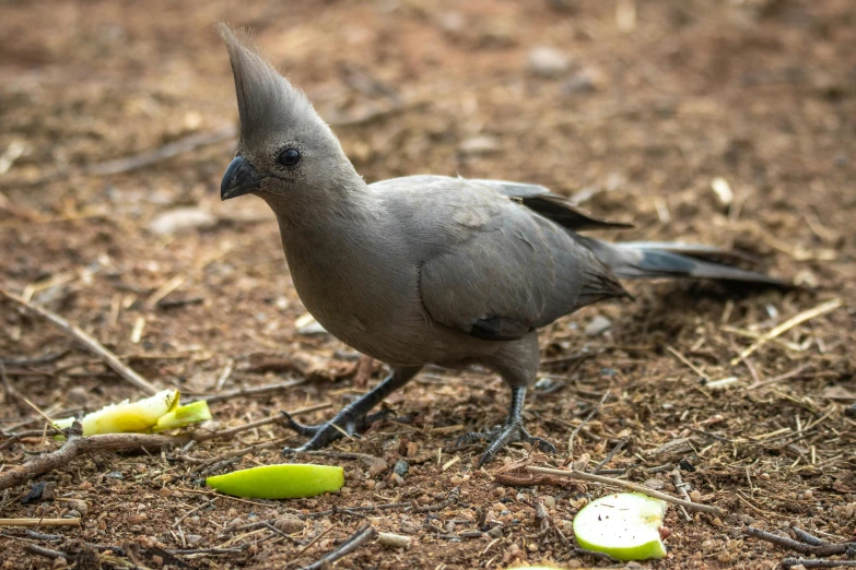 a bird standing next to a pile of bananas