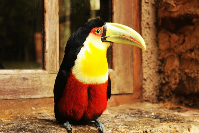 a colorful bird sits on a ledge in front of an open window