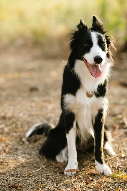 the smiling black and white dog has his tongue out