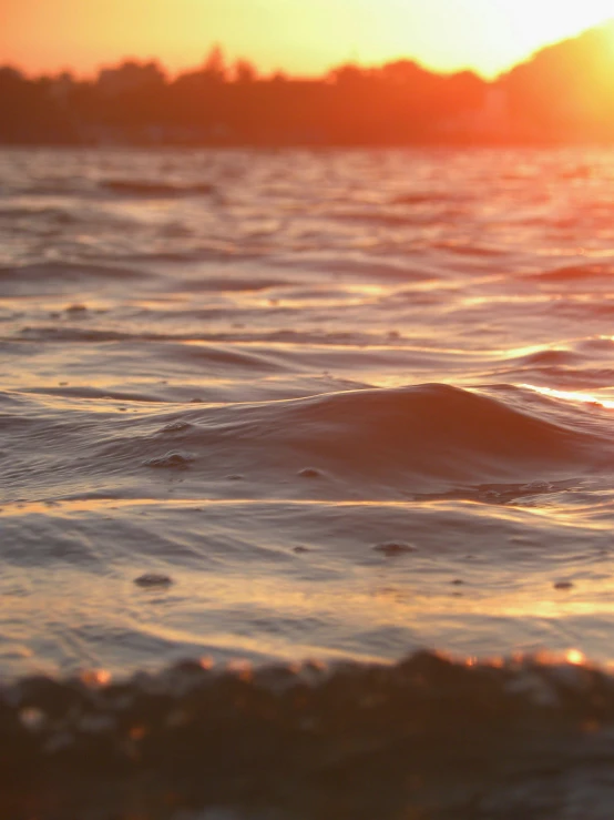 a small bird swimming next to the ocean