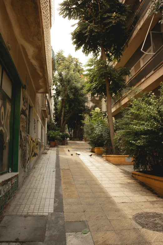 a street lined with tall buildings, trees and small planters