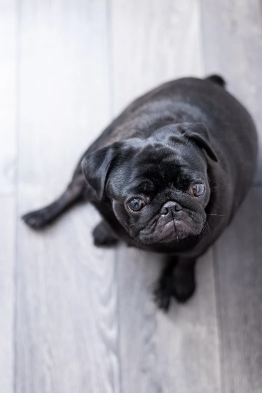 a black dog that is laying down on the floor