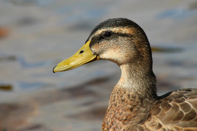 the duck is standing still on the river bank