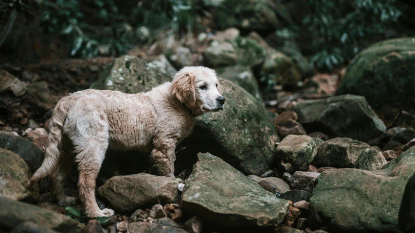 a dog standing in rocks near the woods