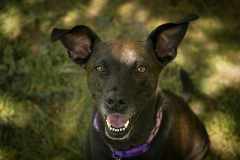 an adorable brown dog smiles at the camera