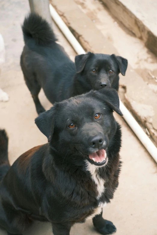 there are two dogs standing together on the cement