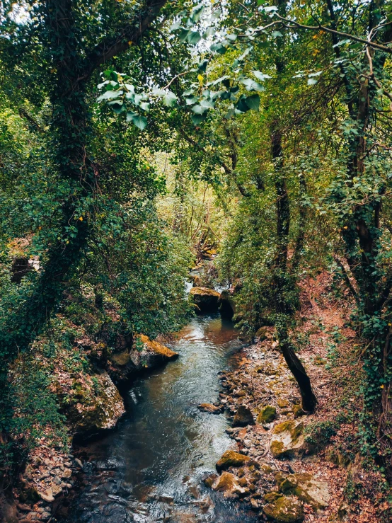 a small river in a green forest