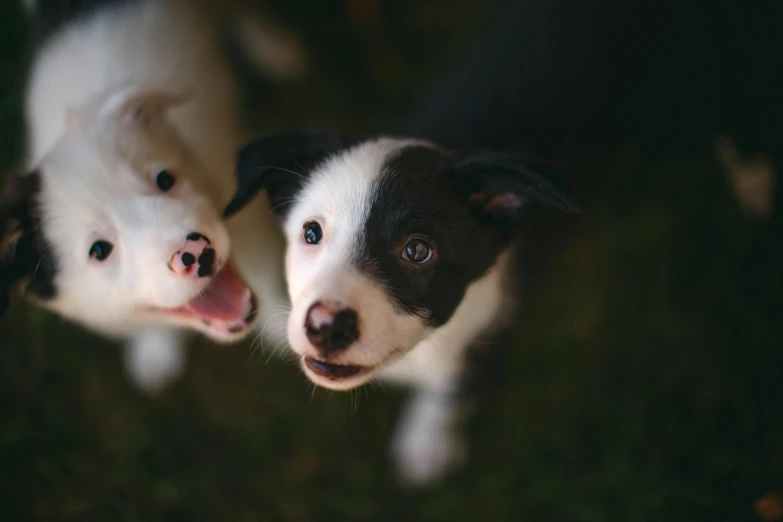 three dogs one black and white are sticking their tongue out