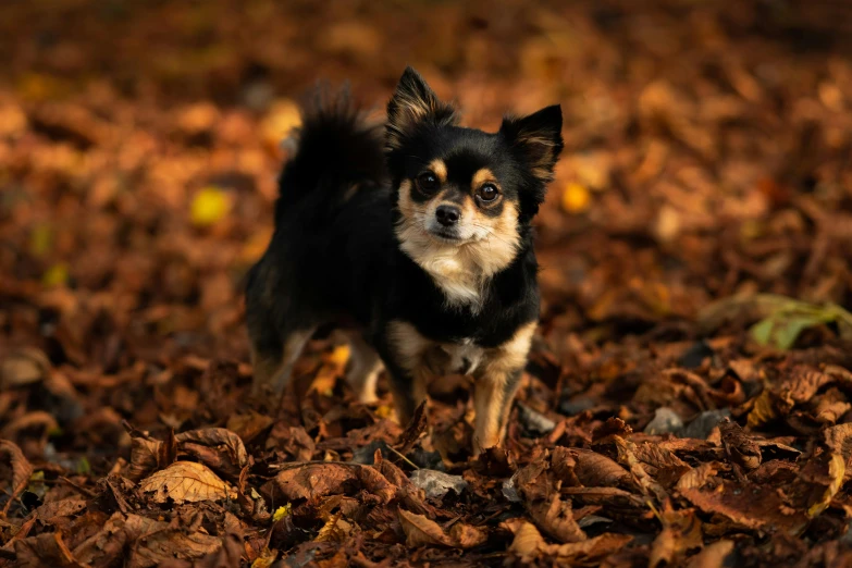 a little dog is walking through a pile of autumn leaves