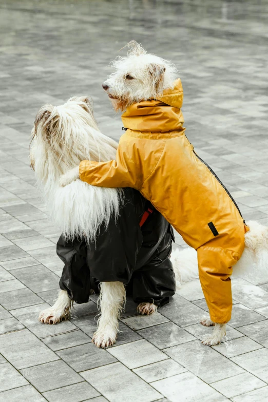 a white dog in a yellow rain jacket and a black one, both on its back legs