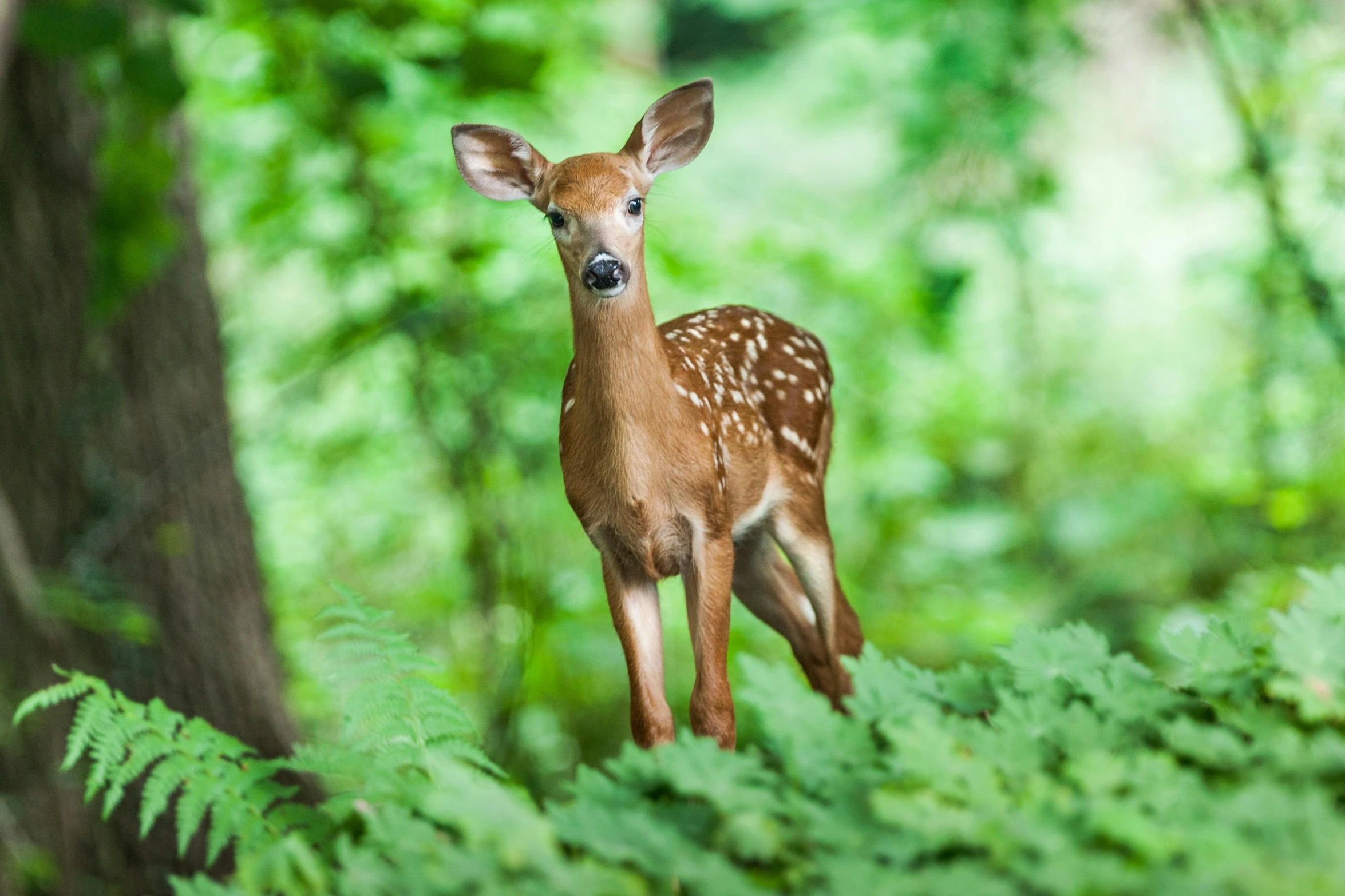 a deer standing among lush green ferns in the woods