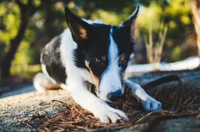 the dog is chewing on some stick on the ground