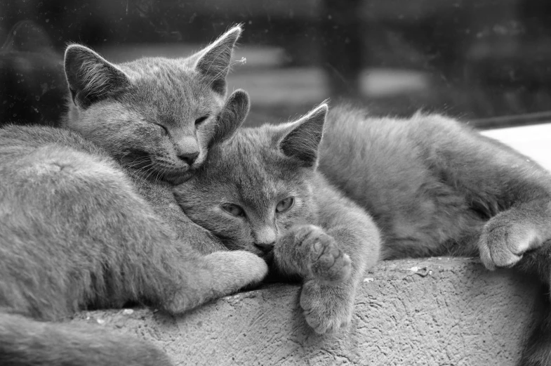 a couple of cats laying next to each other