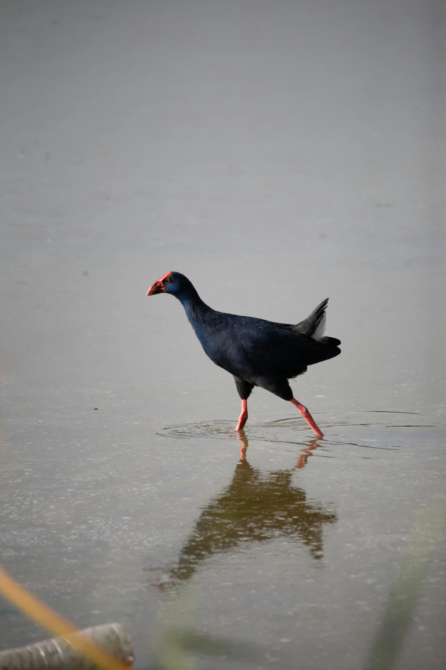 a bird walking along the shore in water