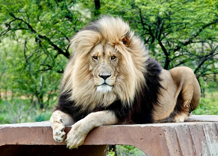 a large adult lion sits on a bench