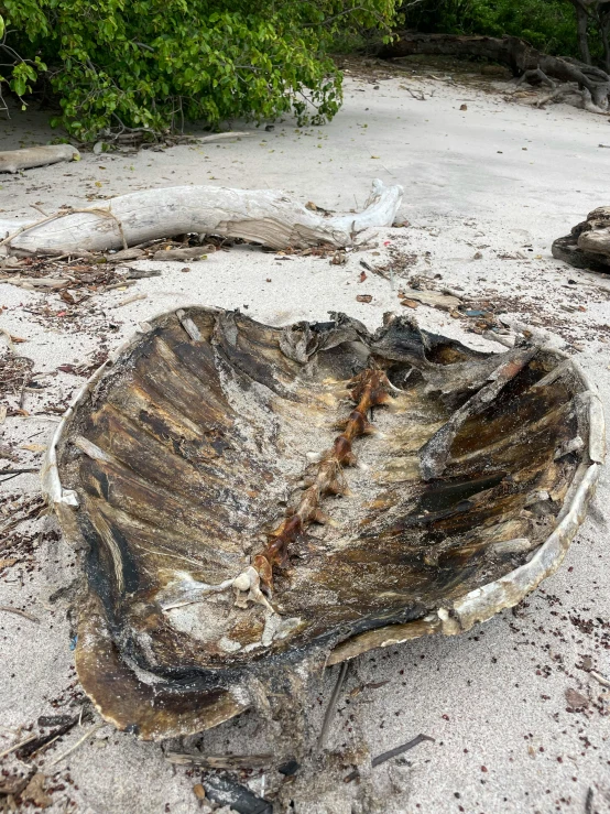 a dirty seashell sitting on the beach sand