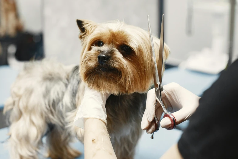 the small dog is being groomed by its owner