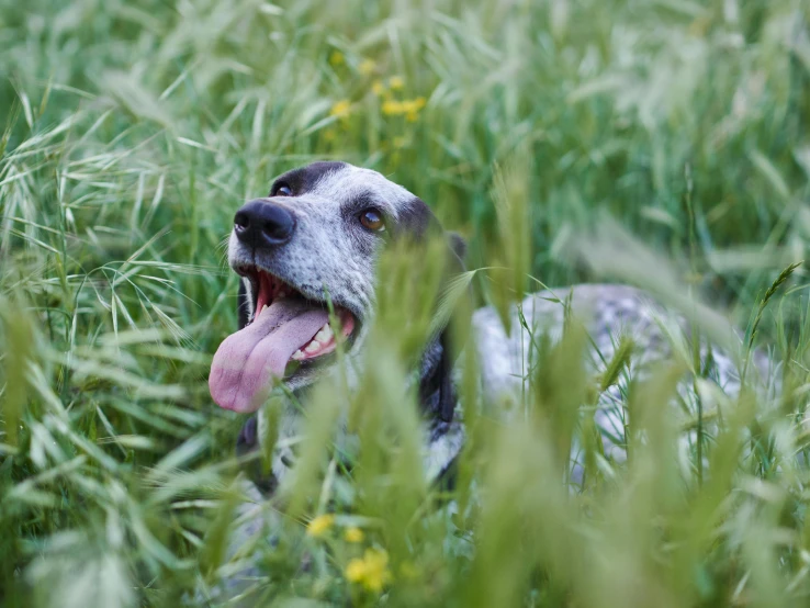 a dog with its tongue out is laying down in the grass