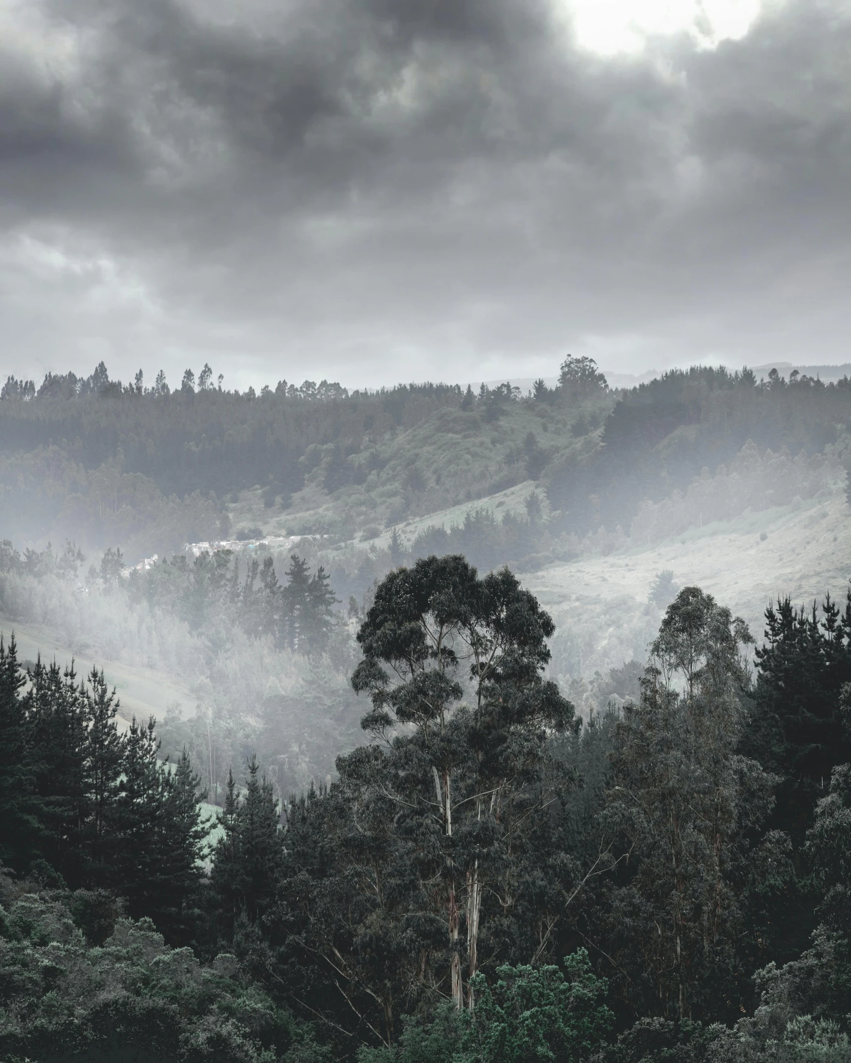 misty forest with clouds above the trees and trees below