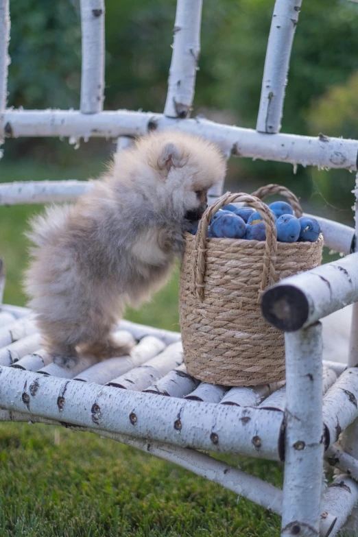 the small puppy is licking soing out of the basket