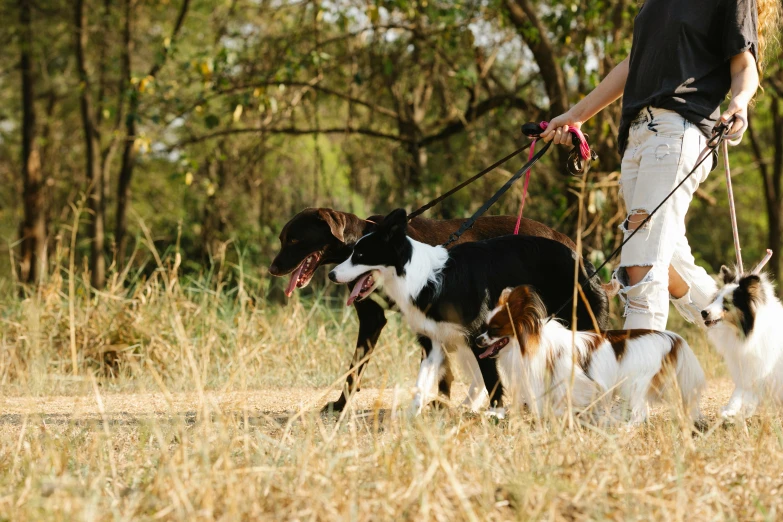 a person holding two dogs in one leash while on a dog walking in the other direction