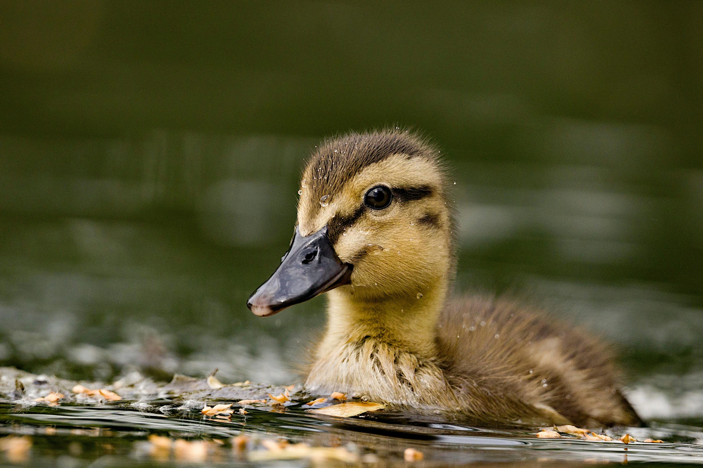 a duck that is floating in the water