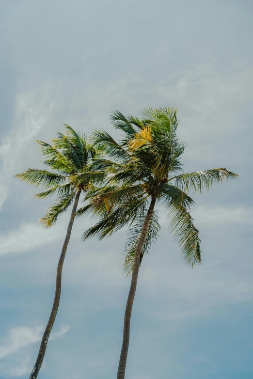 palm trees with no leaves stand on the ground