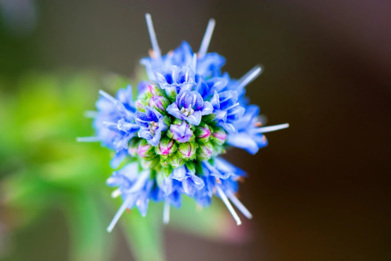 blue flower with bright red center in the foreground