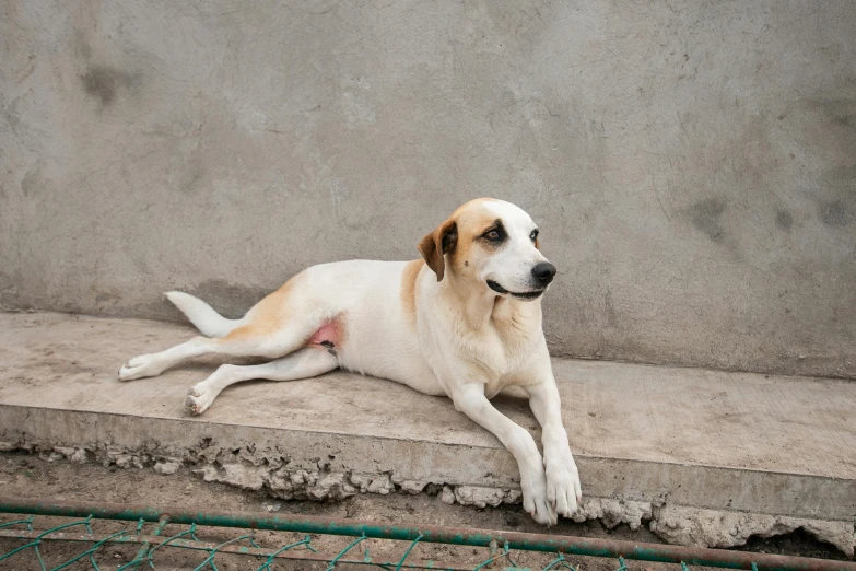 a large dog laying on concrete near a fence