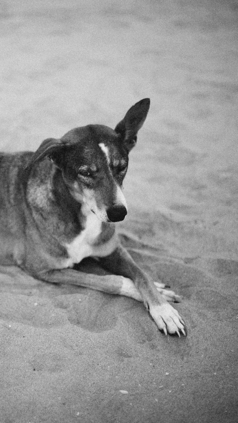 a dog lies down on the ground