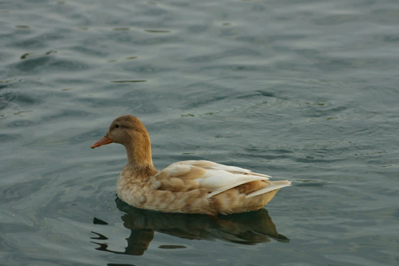 a duck floating in the water with a stick in its mouth