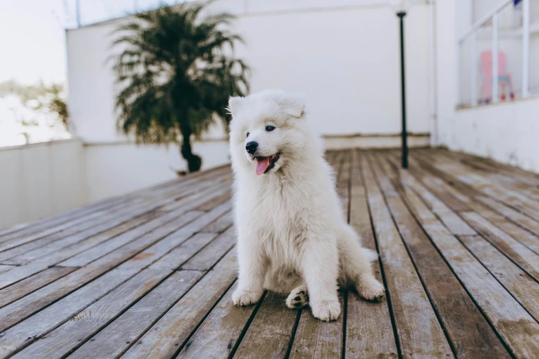 a white fluffy dog sits on a wooden deck