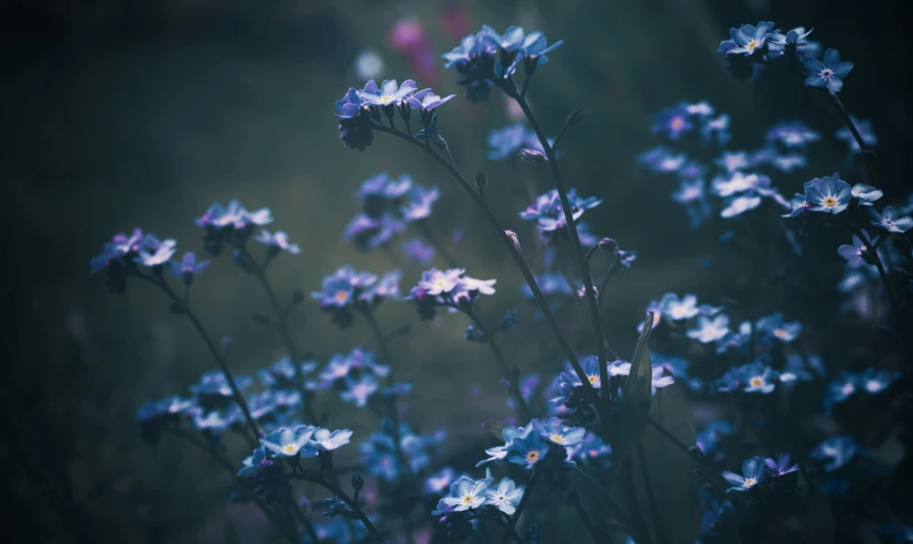 some very pretty blue flowers with purple centers